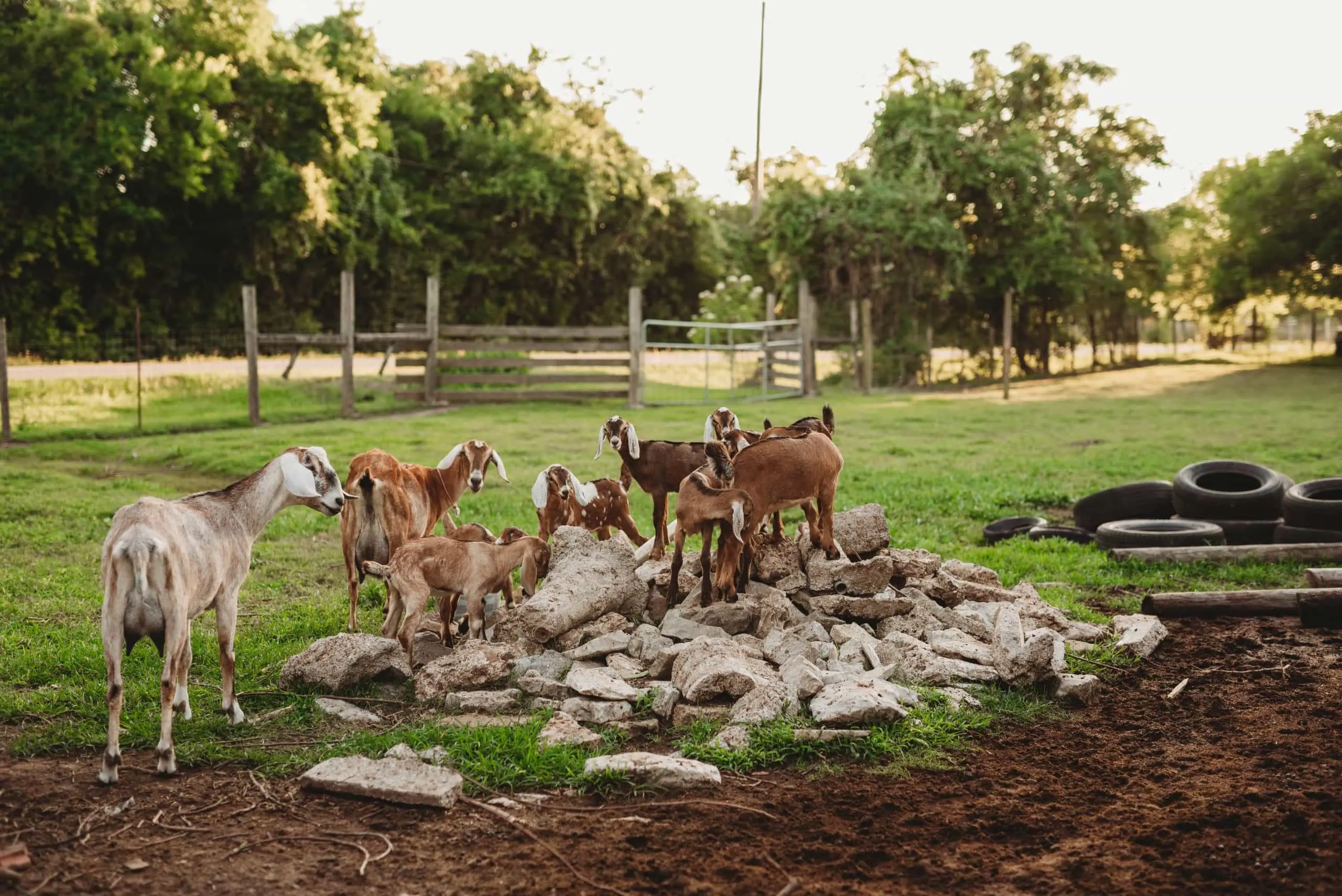 Babies and Puppies and Kiddies, Oh My! | Personal, The Farm - Jennifer Duke Photography
