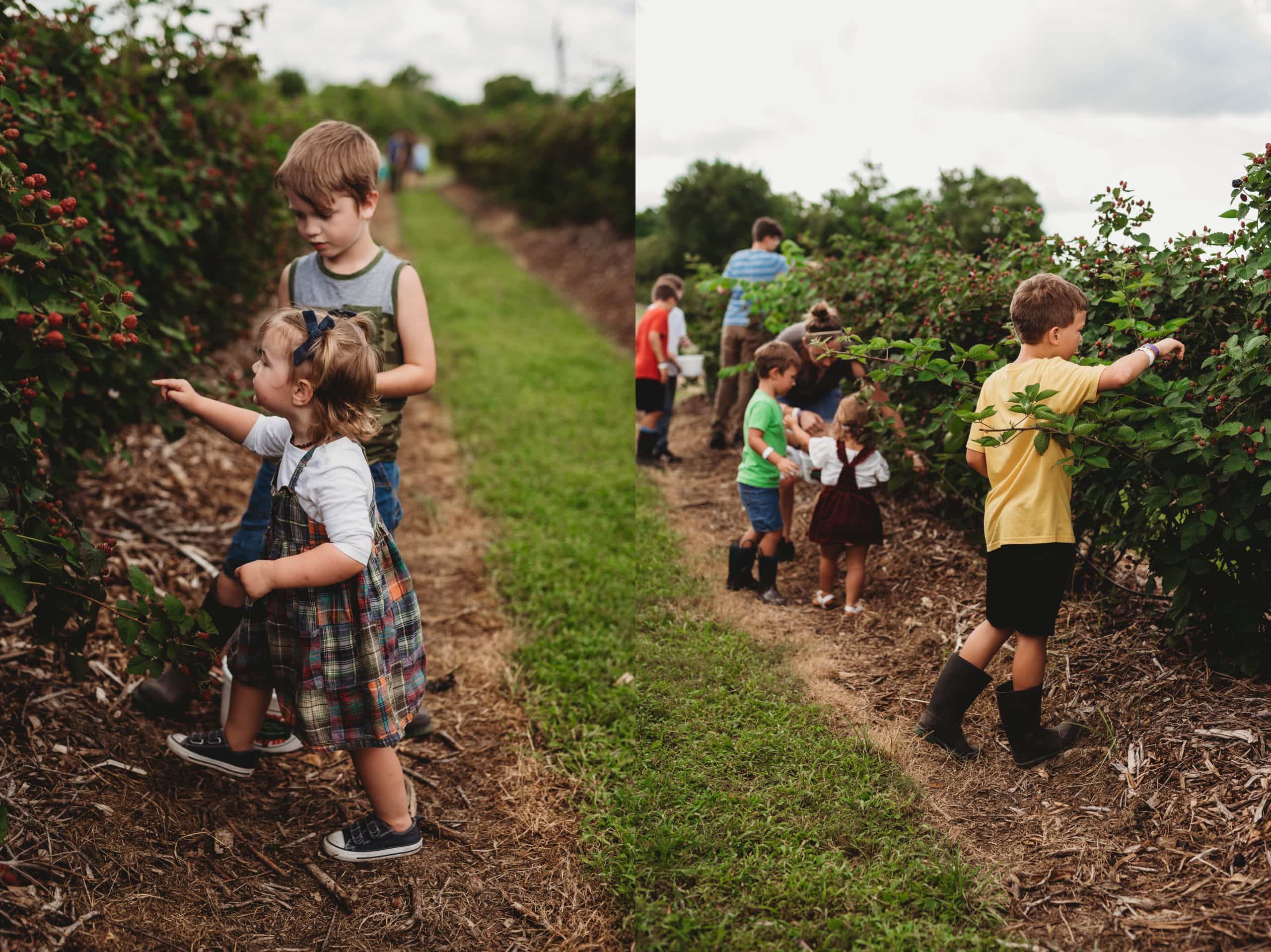 Blackberry Picking with Cousins | Personal - Jennifer Duke Photography