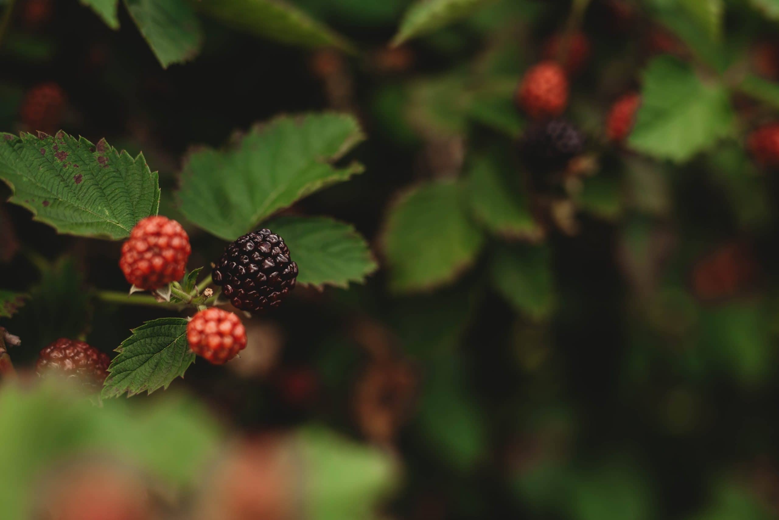 Blackberry Picking with Cousins | Personal - Jennifer Duke Photography