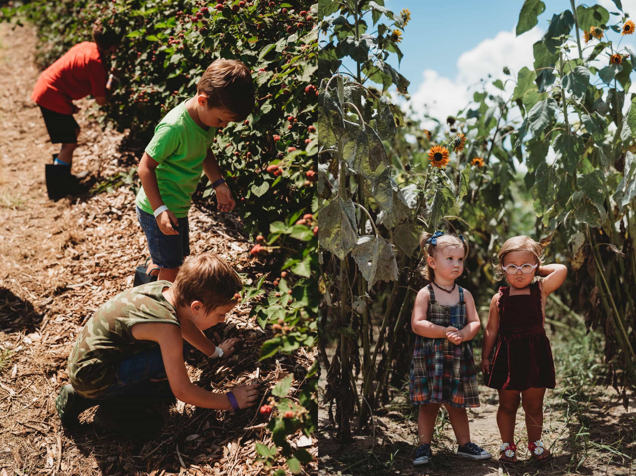 Blackberry Picking with Cousins | Personal - Jennifer Duke Photography