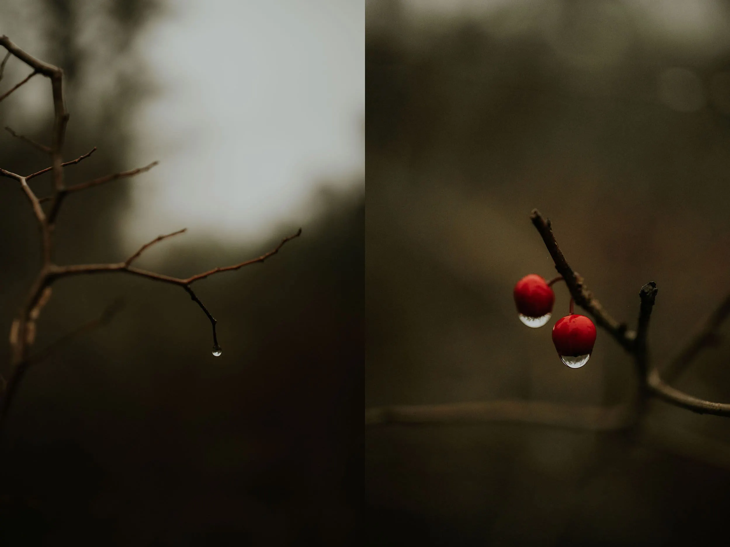 Winter Droplets | Personal - Jennifer Duke Photography