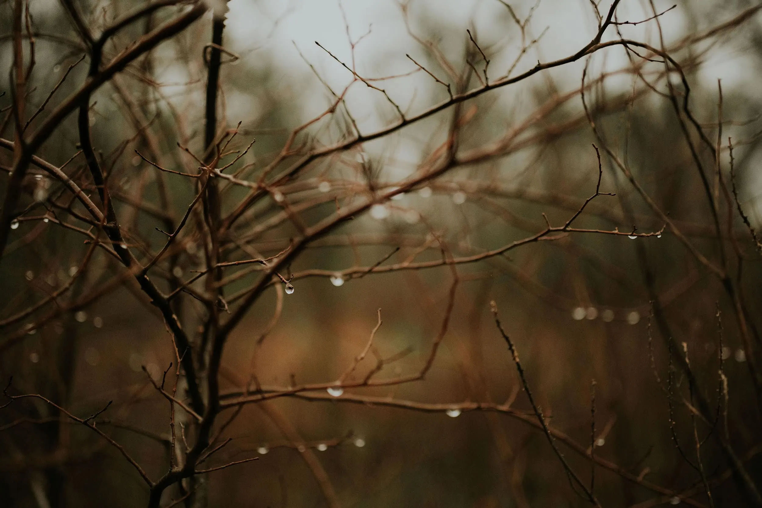 Winter Droplets | Personal - Jennifer Duke Photography