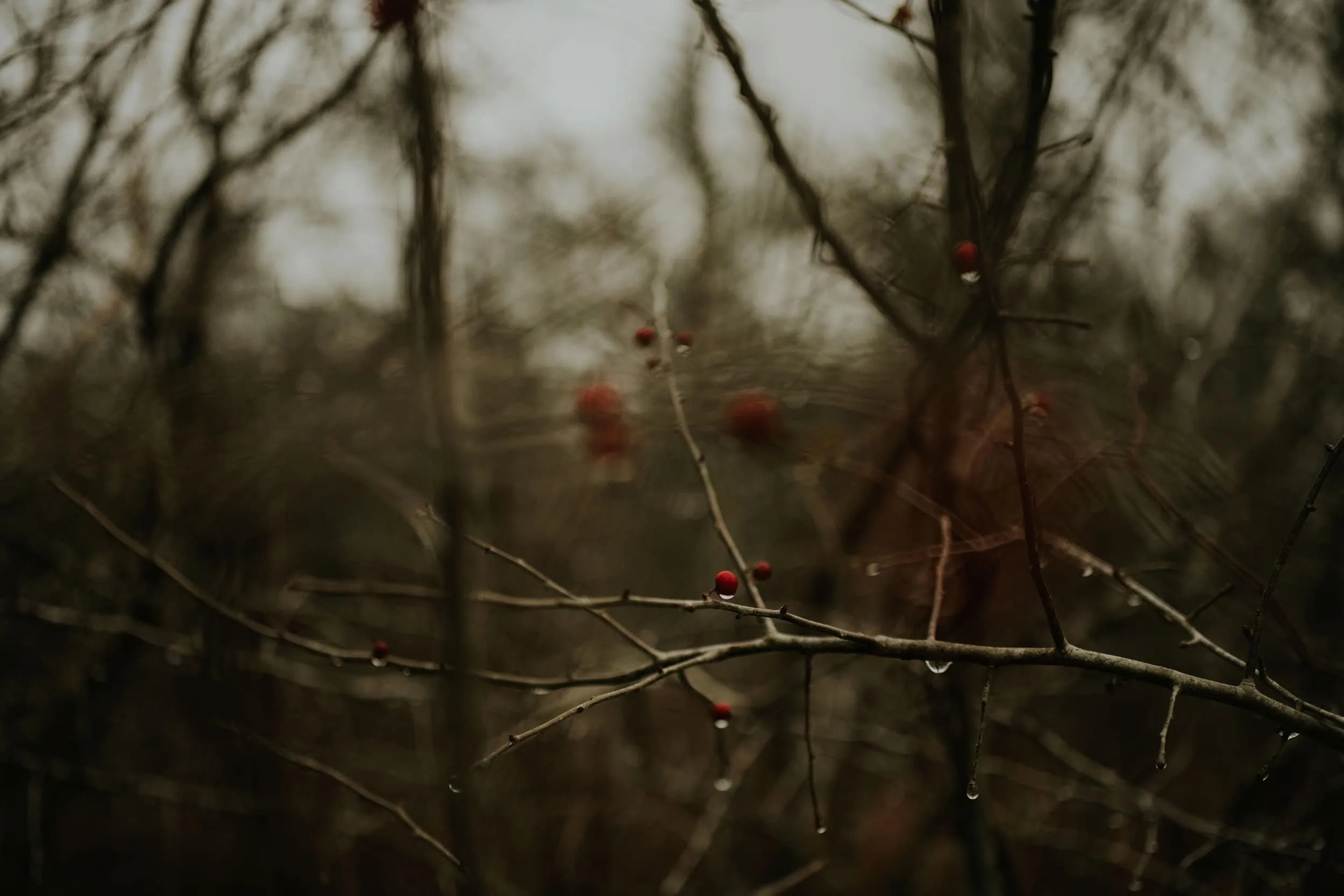 Winter Droplets | Personal - Jennifer Duke Photography