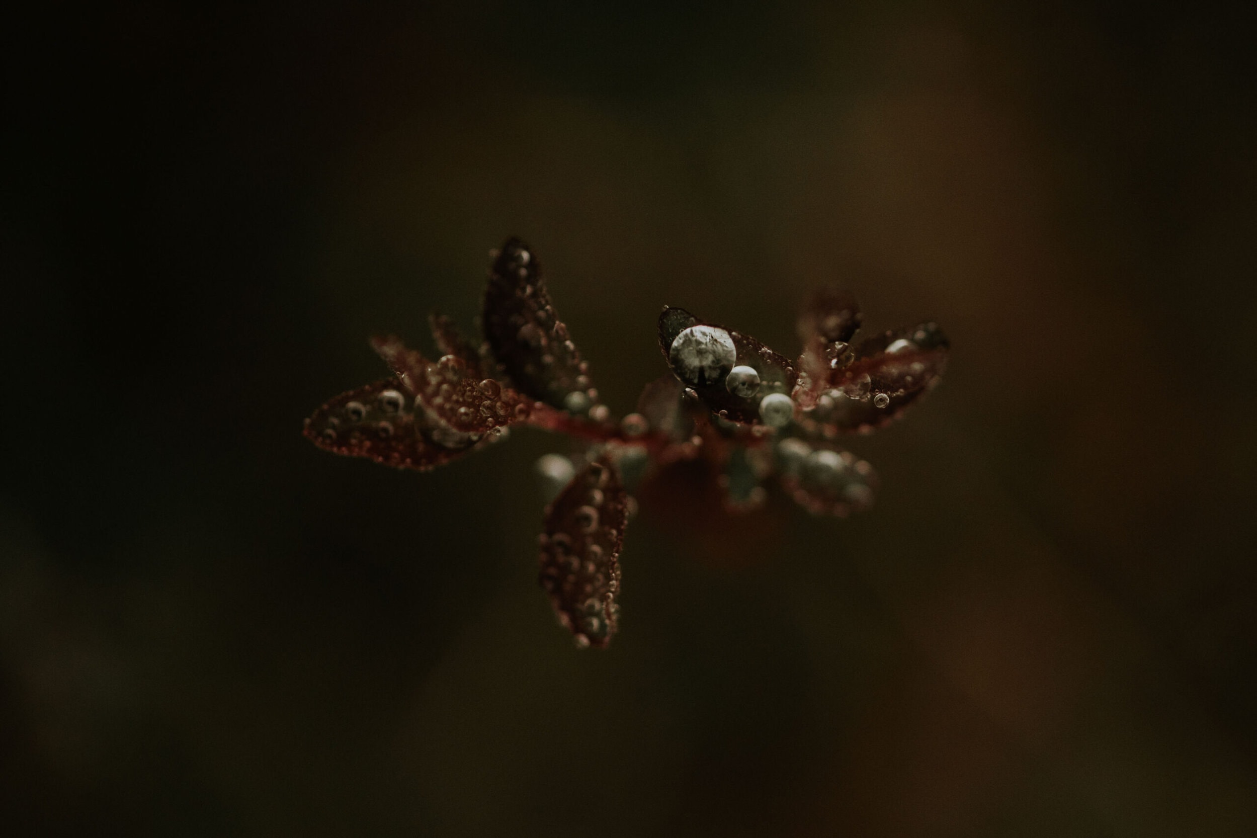 Winter Droplets | Personal - Jennifer Duke Photography