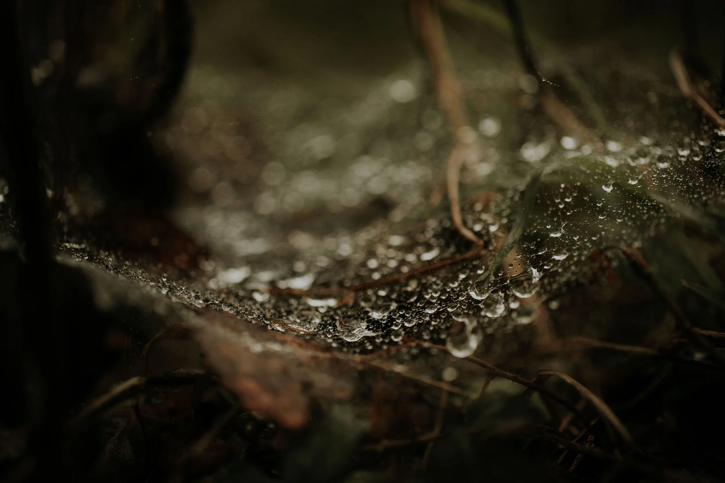 Winter Droplets | Personal - Jennifer Duke Photography