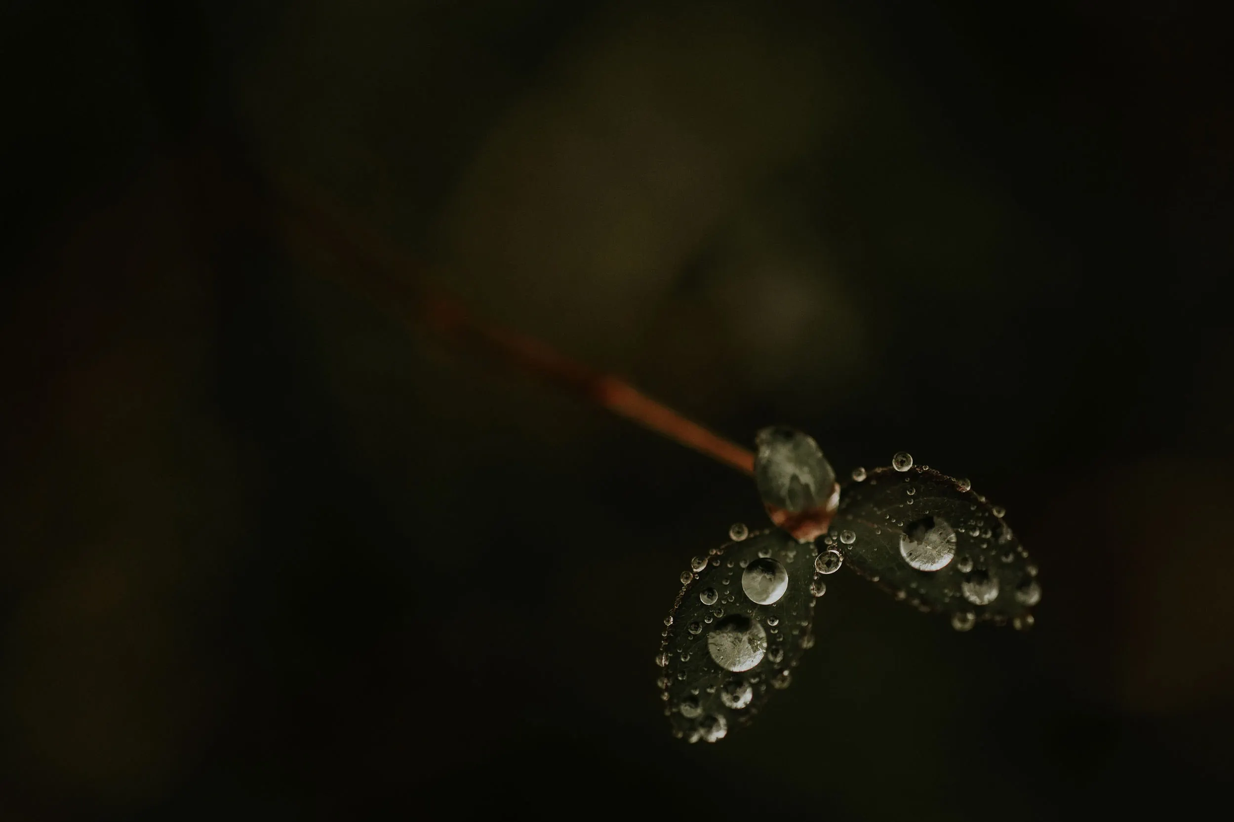 Winter Droplets | Personal - Jennifer Duke Photography